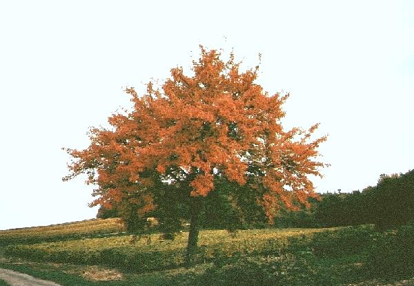 Arbre d'octobreOctober tree